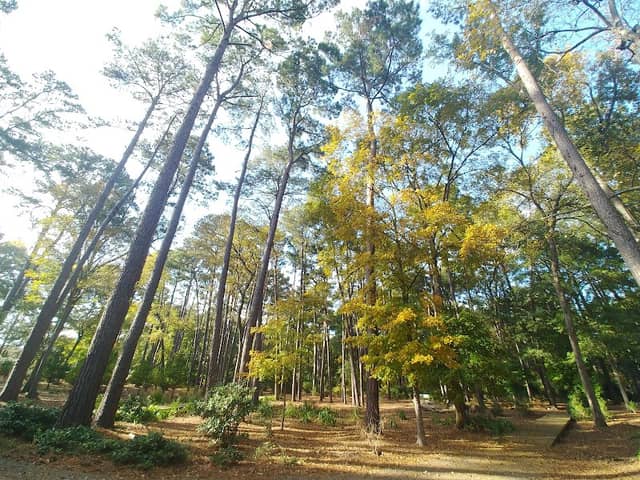 Gayla Mize Garden - Image 3