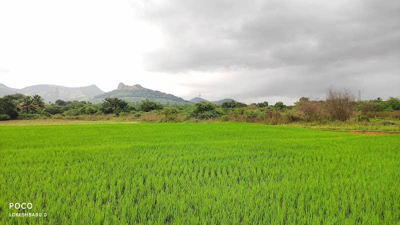 DODDALA SUBBA NAIDU's FARM - Image 1