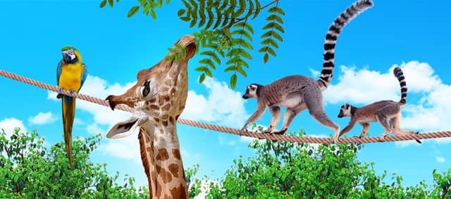Cameron Park Zoo - Image 2