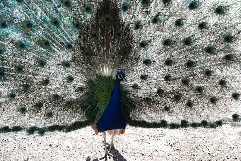 Animals and plants "Ark" - Image 1