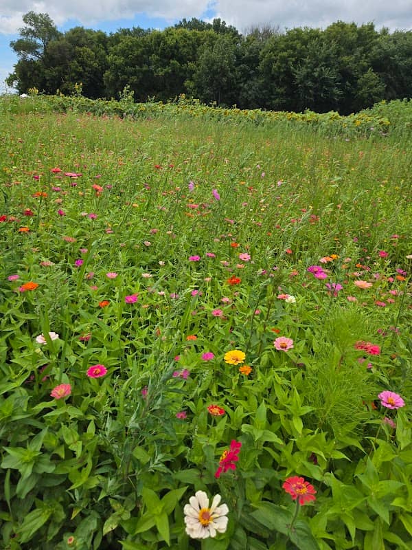 Farmer Aaron's sunflower field - Image 1