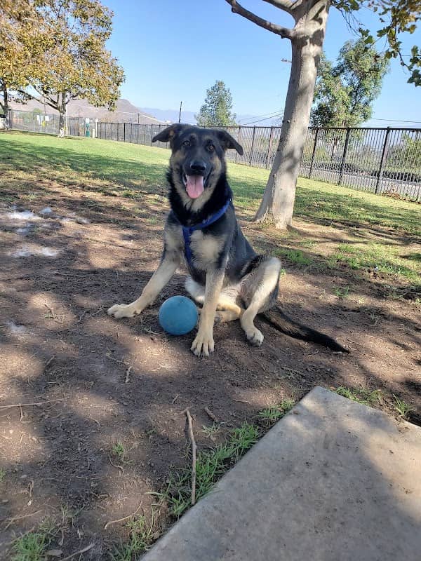 Pat Merritt Dog Park - Image 2