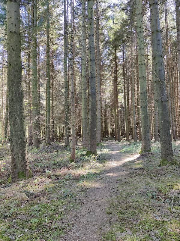 Drenderup Skov - Image 2