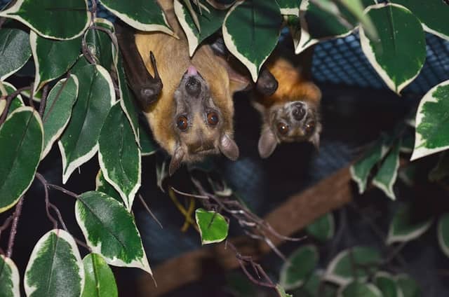 Bat World Sanctuary - Image 1