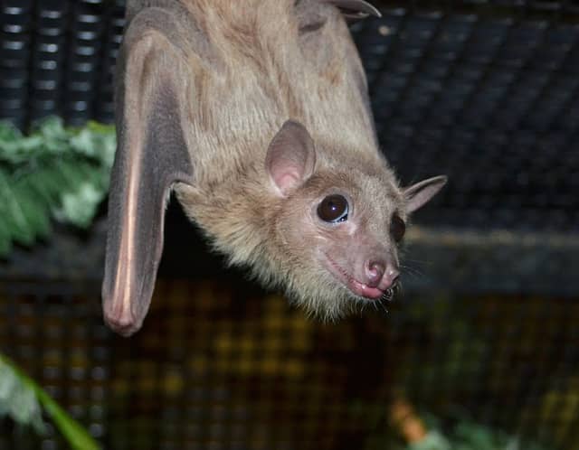 Bat World Sanctuary - Image 2