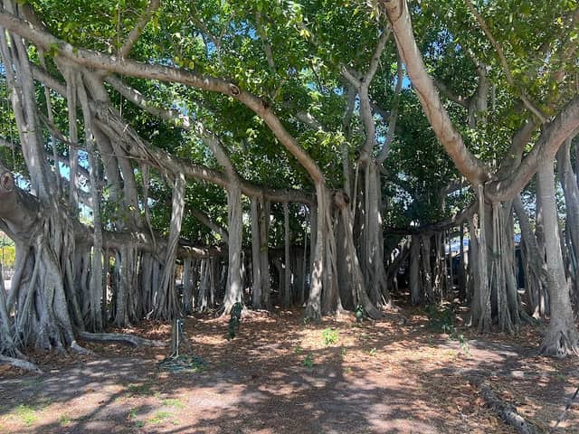 Banyan Baum - Image 2