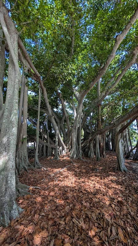 Banyan Baum - Image 1