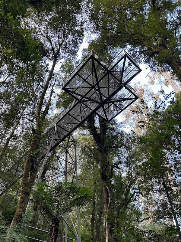 Rainforest Gallery - Image 1