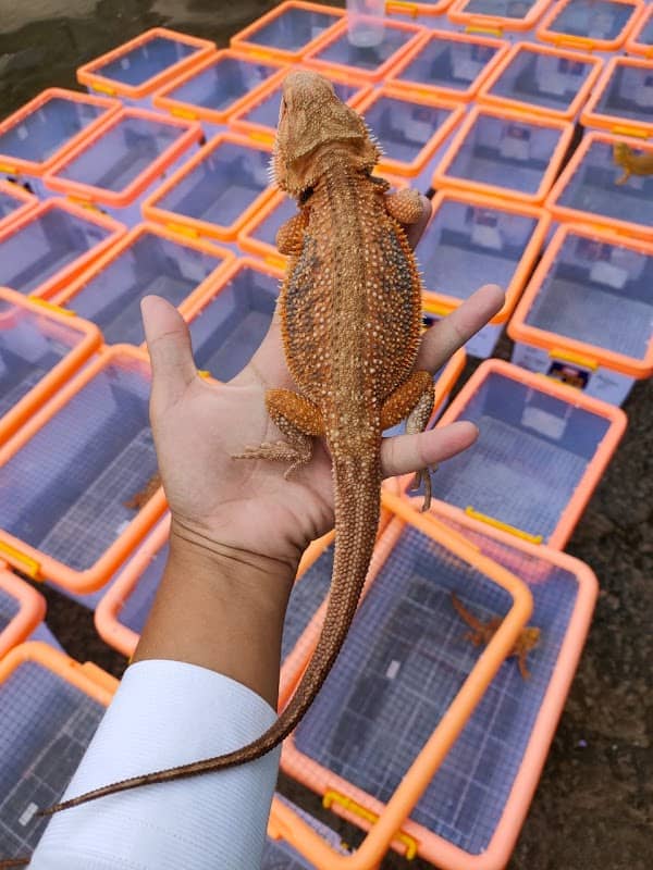 GOLDEN DRAGON FARM - Image 1