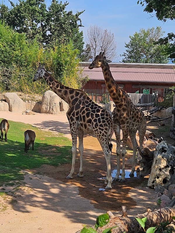 Serengeti World - Image 1