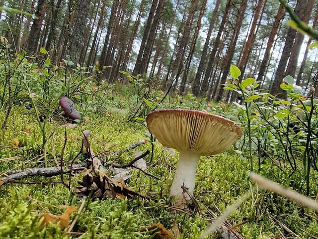 Torfowisko Potoczek – torfowiskowy rezerwat przyrody - Image 1