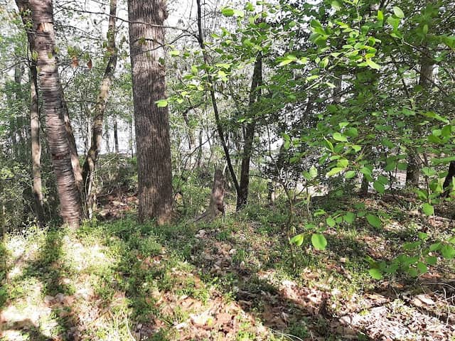 Rappahannock River Valley National Wildlife Refuge - Toby's Point Unit - Image 2