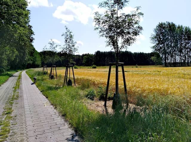 Lebbiner See - Image 3