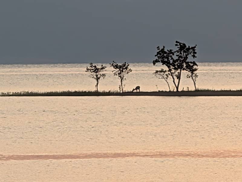 Deer Island - Image 1