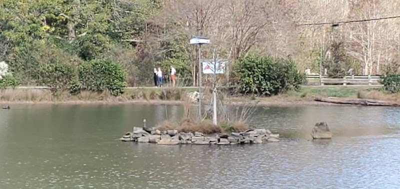 Turtle Island - Image 1