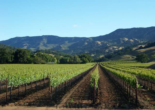 Wooden Valley Winery - Image 2