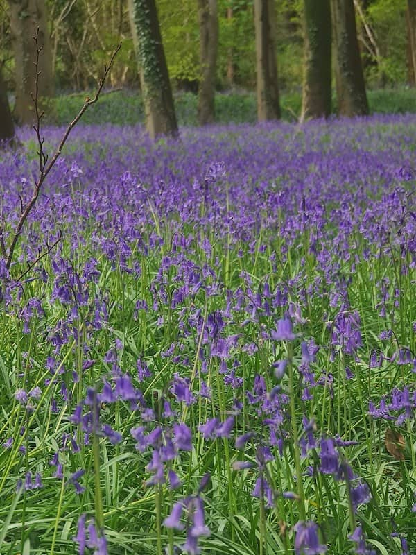 King's Wood - Image 1