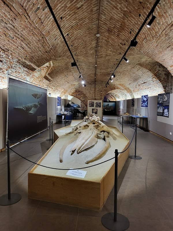 Museo Paleontologico Territoriale dell'Astigiano - Image 2