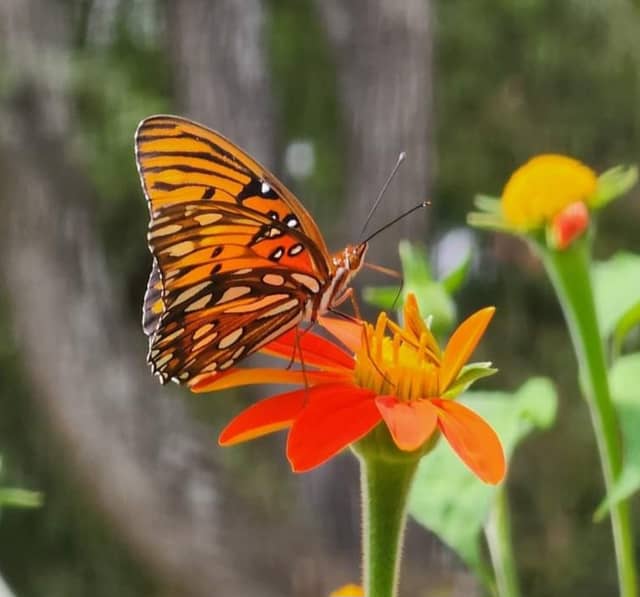Zrie's Garden - Image 1