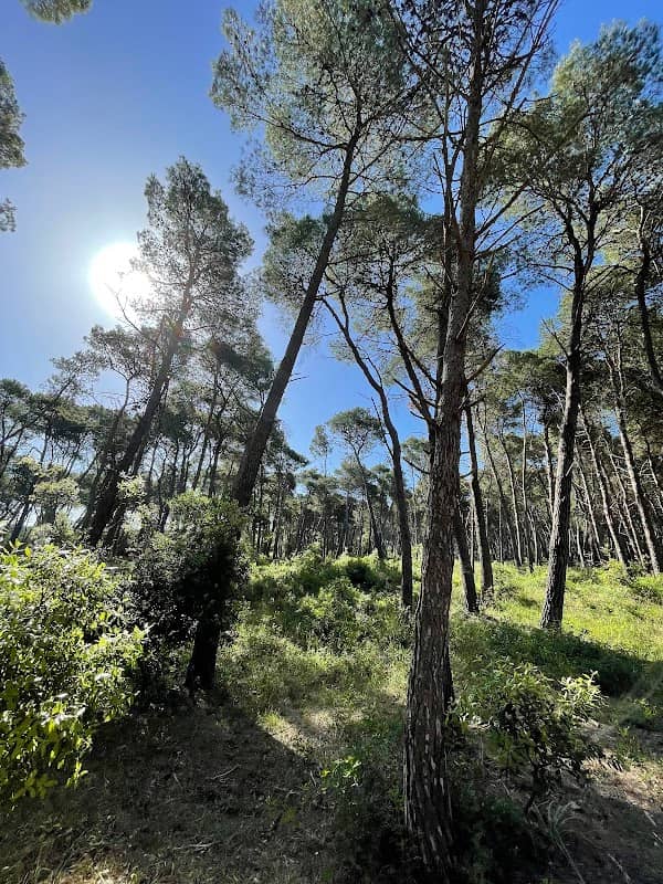 Pineta Scivolizzo - Pineta comunale di Laterza - Image 1