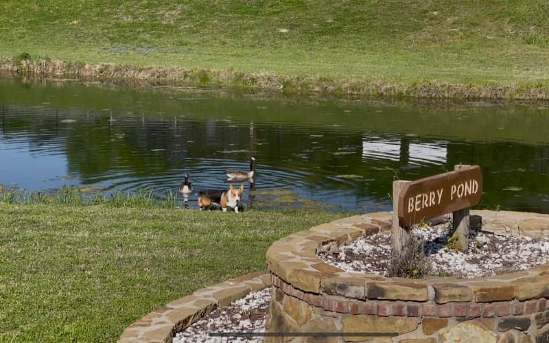 Berry Pond - Image 1