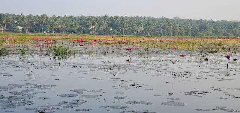 Water Lily Garden, Cherumukku West - Image 1