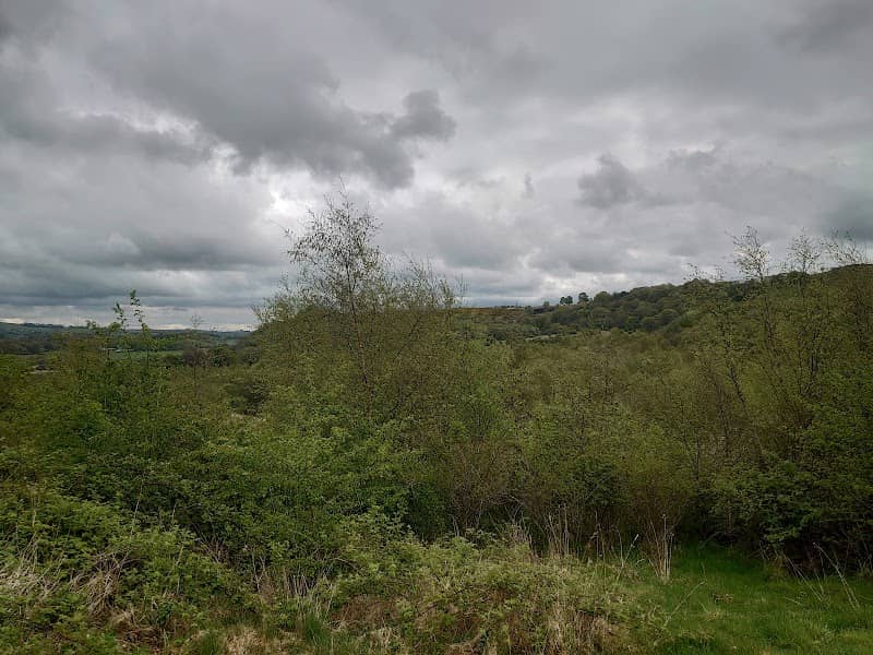 Nethercroy Wood - Image 2