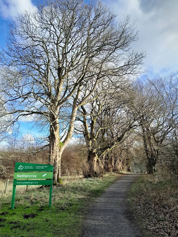 Nethercroy Wood - Image 1