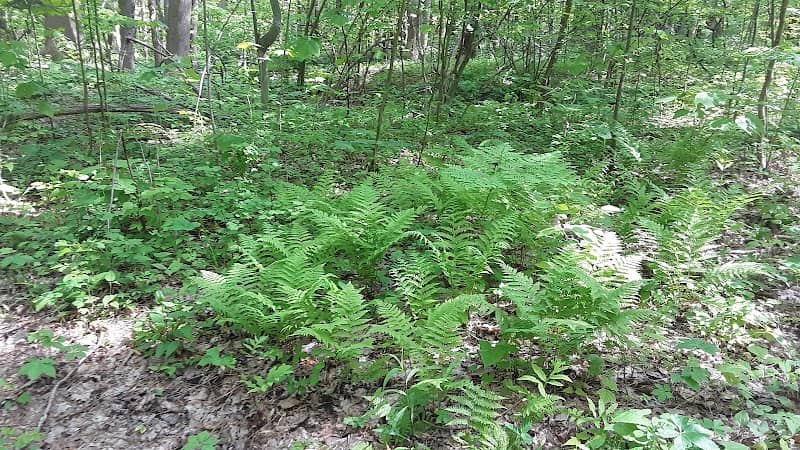 North Kingsville Sand Barrens - Image 1