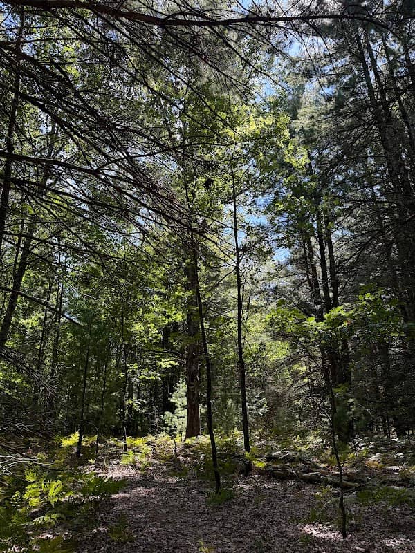 Dumaw Woodland Nature Preserve - Image 1