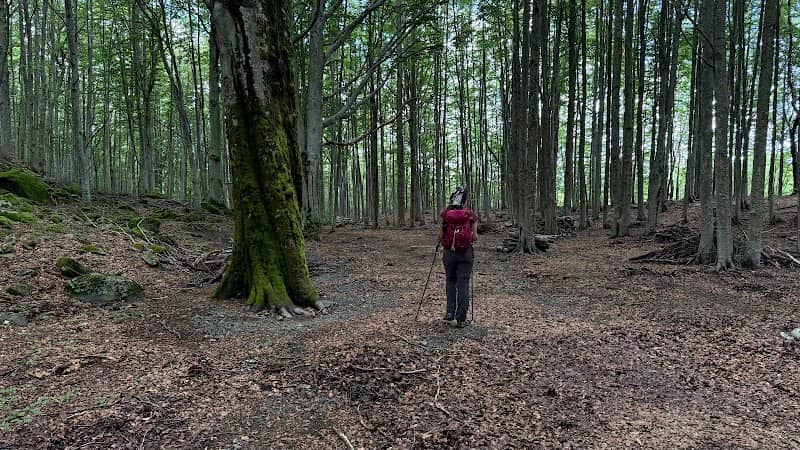 Re della Foresta - Image 2