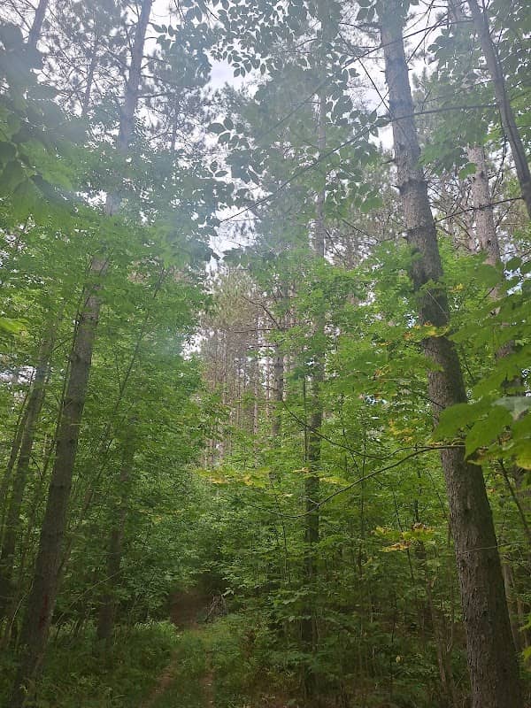 Mercer Town Forest - Image 1