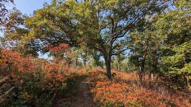 Stoutsburg Savanna Nature Preserve - Image 1