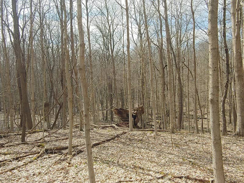 Fall Creek Woods - Image 3