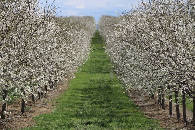 Cherry Hill Farms - Image 1