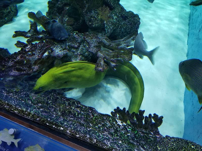 Swim with our Fish - Image 2