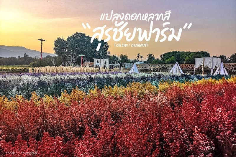 สุรชัยฟาร์ม ทุ่งดอกมากาเร็ตเชียงใหม่ - Image 1