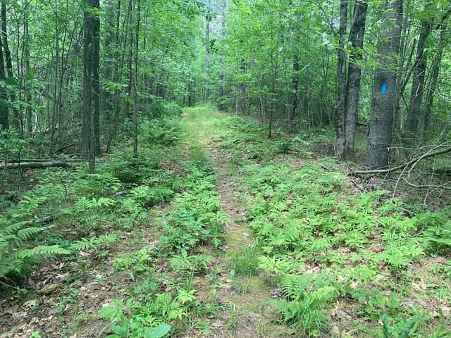 Weston Woods & Waters: Weston Ave. trailhead - Image 1