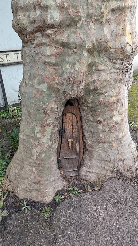 Old tree - Image 2