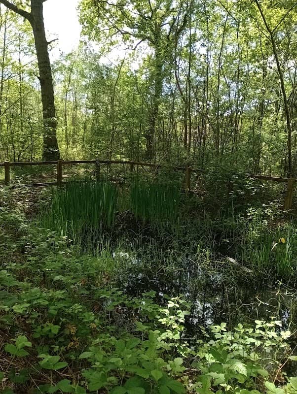 Gull Coppice - Image 2