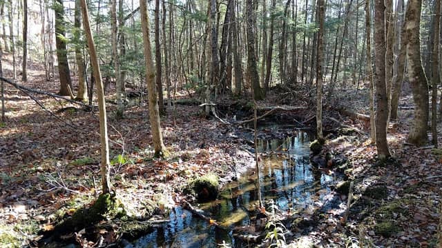 Bragdon Hill Forest - Image 1