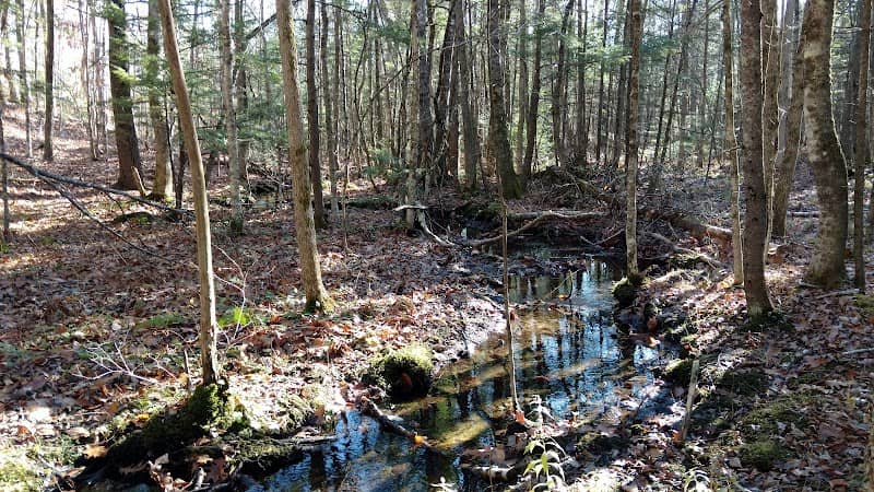 Bragdon Hill Forest - Image 1