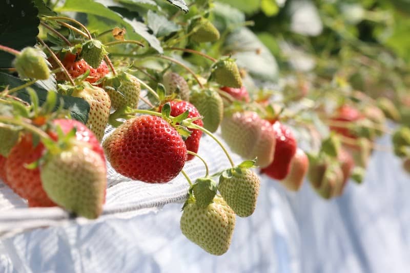 THE FARM_strawberry (ベジフルファームいちご農園) - Image 1