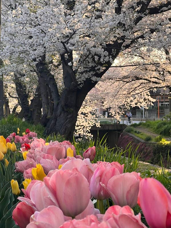 引地川の桜並木 - Image 3