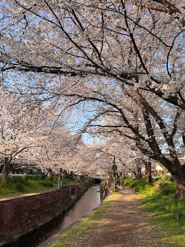 引地川の桜並木 - Image 2