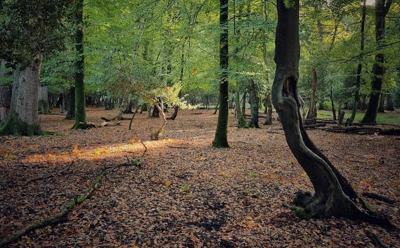 New Forest National Park - Image 1