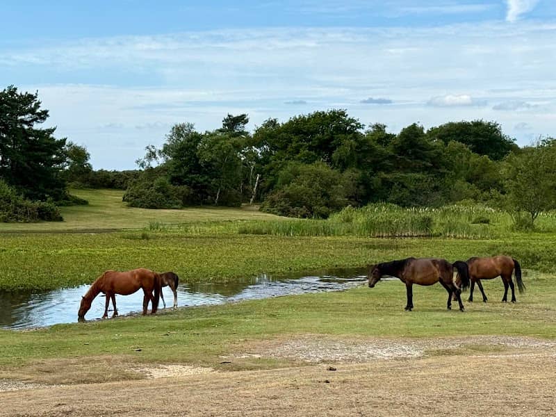 New Forest National Park - Image 3