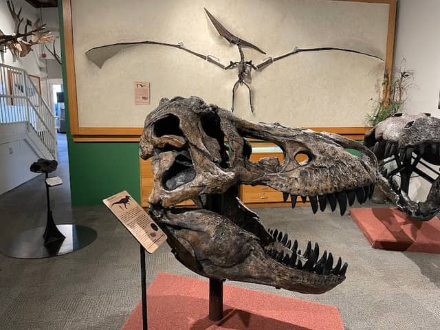 BYU Museum of Paleontology - Image 3