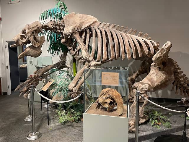BYU Museum of Paleontology - Image 2