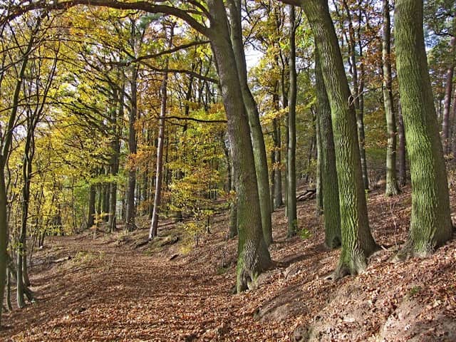Rezerwat przyrody Las Liściasty w Promnie - Image 1